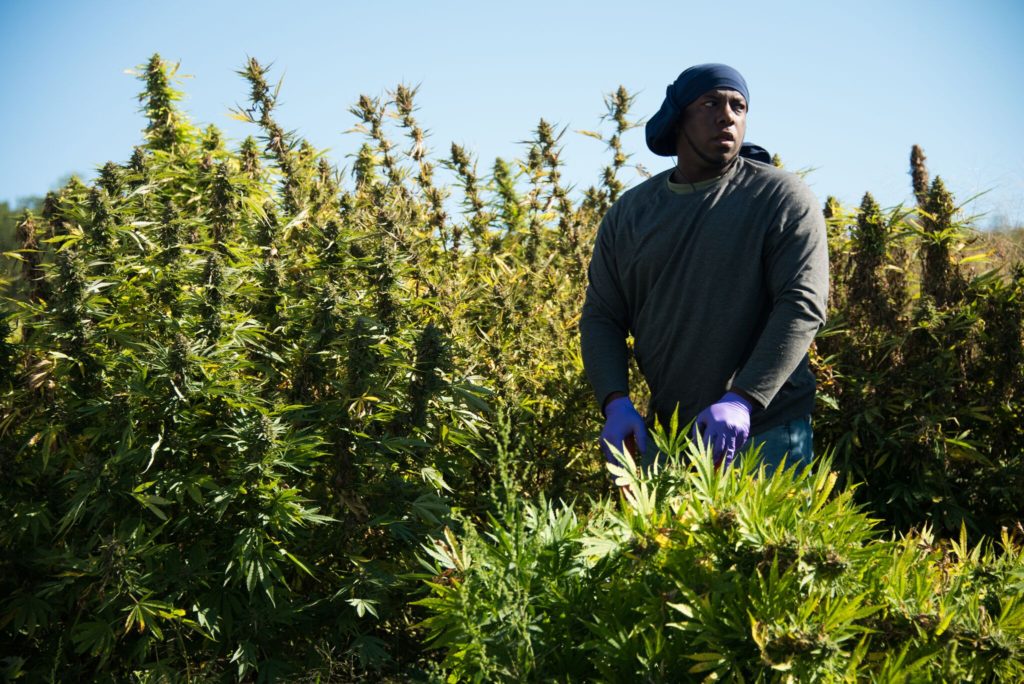 man in cannabis field